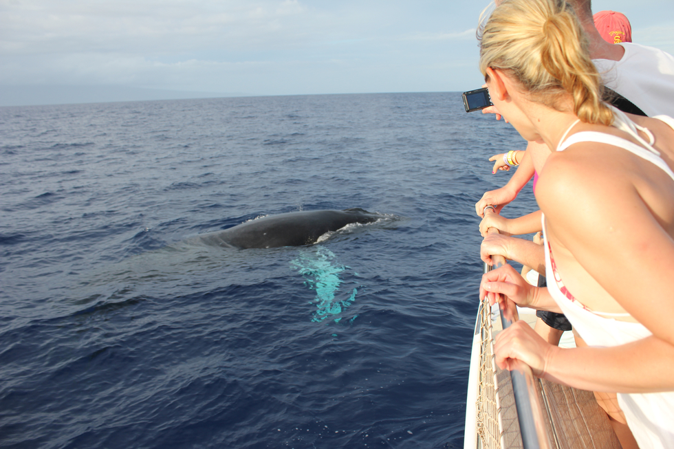 People watch whale splash in ocean from a boat in Hawaii.