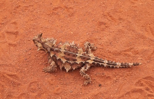 A photo of a small lizard called a Thorny Devil