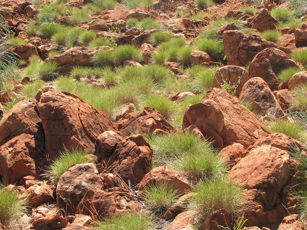 Spinifex grasses in the Australian Outback