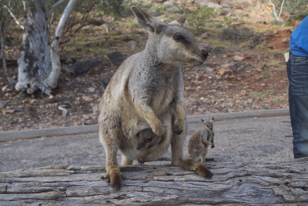 A wallaby mother with a Joey in her pouch