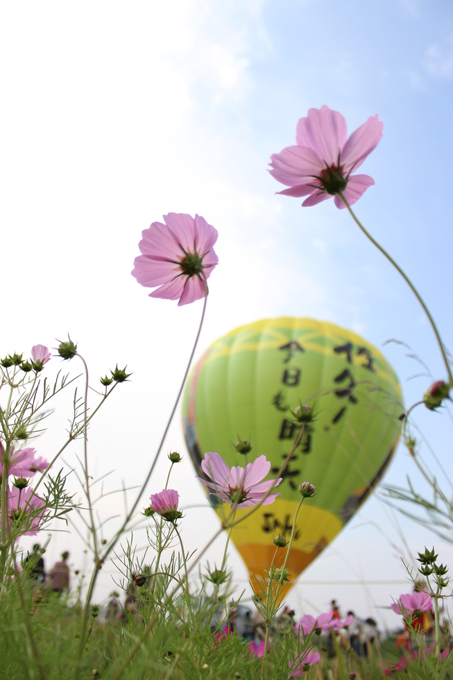 A Japanese hot air balloon and a pink flower
