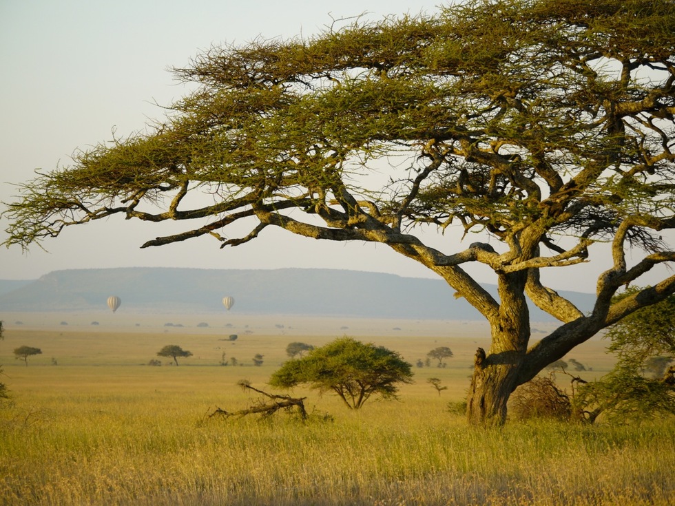 A closeup of the Serengeti with a hot air balloon hovering in the distance
