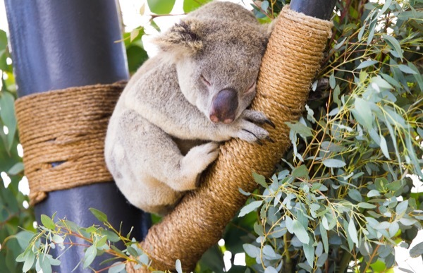 A koala bear at the zoo.
