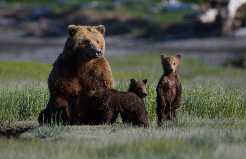 A family of bears cavorts on the Kenai Peninsula