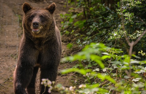 After a Millennium, Bears and Wolves Return to British Woodland—and You Can Watch | Frommer's