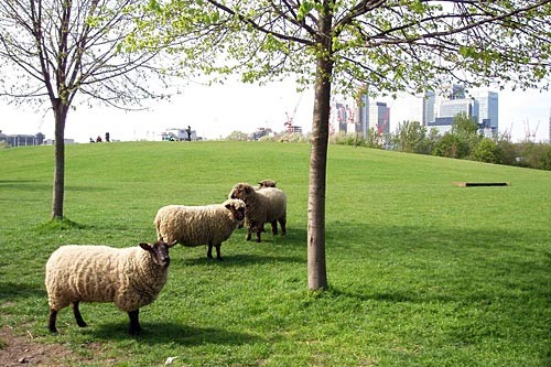 Sheep at the Mudchute Park and Farm.