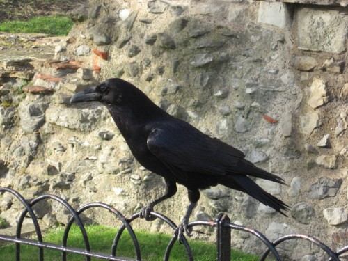 Raven at Tower of London.