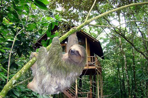 A sloth near Tree Houses Hotel in La Fortuna, Costa Rica. Courtesy Tree Houses Hotel